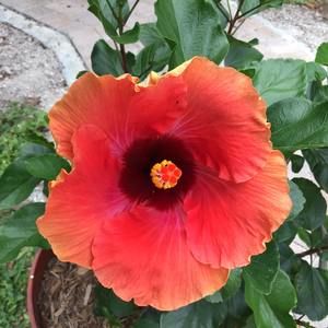 Meet your Posher, Patti